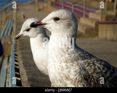 Primo piano di due gabbiani di aringhe giovani seduti sui gradini della zona pedonale di blackpool Foto Stock