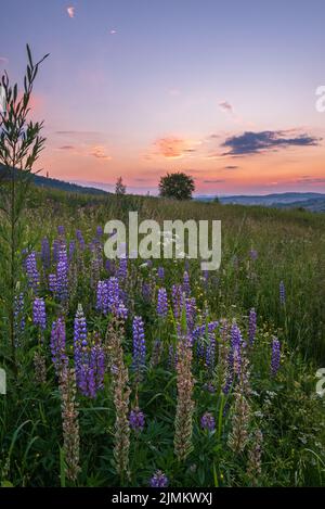 Pittoresco giugno Carpazi campagna pascoli di montagna. Con bellissimi fiori selvatici Foto Stock