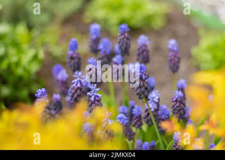 Muscari - fiori viola in un letto di fiori in giardino. Germogli blu in primo piano. Primavera ed estate fiore. Giacinto di uva. Sfondo colorato floreale. Fioritura Foto Stock