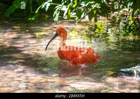 Red Scarlet Ibis (Eudocimus ruber) bagni in acqua Foto Stock