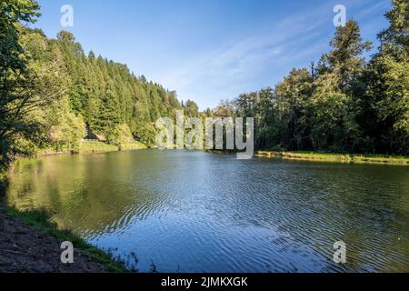 Una vista panoramica della natura a Ike Kinswa SP, Washington Foto Stock