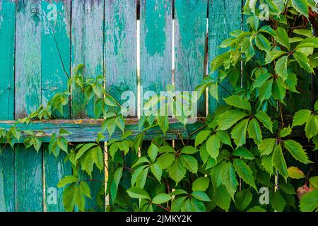 Rami di uve selvatiche con foglie su tavole di recinzione in legno naturale. Fogliame su una superficie di legno vintage con spazio copia. Foto Stock