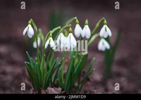 Fiori bianchi di goccia di neve nella foresta di molle di moody, Galanthus nivalis che fiorisce nella natura selvaggia Foto Stock