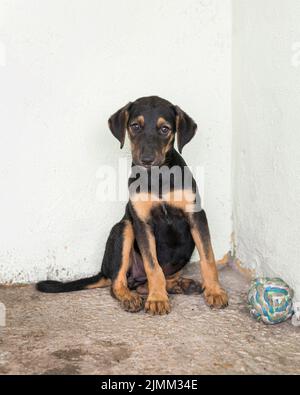 Cute salvataggio cane riparo in attesa di favorita Foto Stock