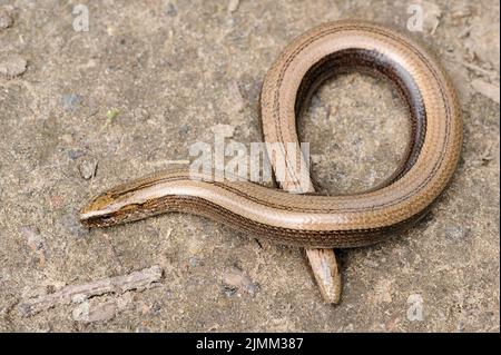Lucertola di verme lenta senza legumi sulla terra Foto Stock