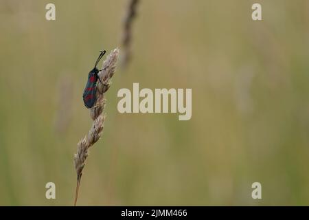 Sei spot burnett Moth poggiato su una pianta in natura Foto Stock