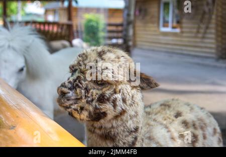 Ritratto di piccolo simpatico bianco-nero colore alpaca. Foto Stock