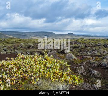 Scenografici campi di lava verdi autunnali vicino al canyon di Fjadrargljufur in Islanda. Muschio verde sulle pietre di lava vulcanica. Campi di lava unici Foto Stock