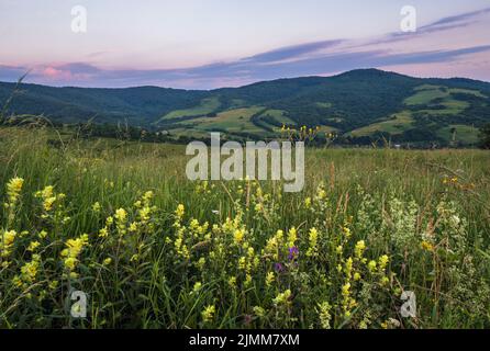 Pittoresco giugno Carpazi campagna pascoli di montagna. Con bellissimi fiori selvatici Foto Stock