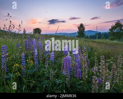 Pittoresco giugno Carpazi campagna pascoli di montagna. Con bellissimi fiori selvatici Foto Stock