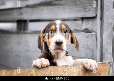 Ritratto di cane triste cucciolo in rifugio dietro recinzione Foto Stock