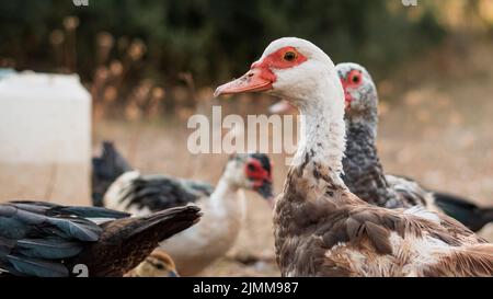 Gruppo anatre guardando la macchina fotografica Foto Stock