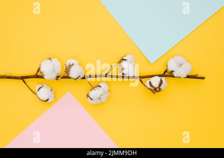 Vista dall'alto fiori di cotone sfondo colorato Foto Stock