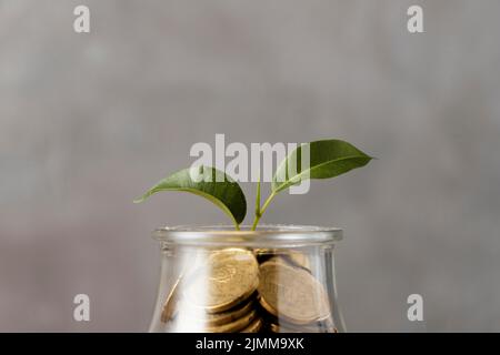 Vista frontale pianta che cresce da monete vasetto Foto Stock