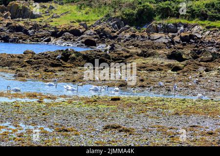 Sette cigni Mute che nuotano e si nutrono nella foce del porto all'isola di Whithorn, Scozia Foto Stock