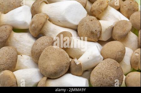 Pleurotus eryngii (detto anche fungo re tromba, corno francese, eringi, ostrica, fungo re marrone, boletus, tromba royale) primo piano. È una e Foto Stock