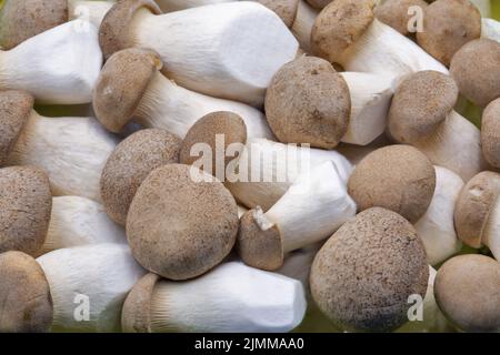 Pleurotus eryngii (detto anche fungo re tromba, corno francese, eringi, ostrica, fungo re marrone, boletus, tromba royale) primo piano. È una e Foto Stock