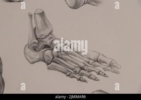 Studio anatomico delle parti del corpo umano Foto Stock