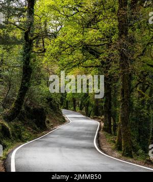 Una strada di campagna curvilinea che conduce attraverso la fitta foresta primavera verde Foto Stock