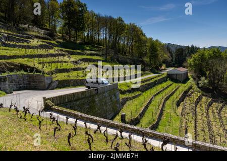 Camper grigio parcheggiato nei vigneti terrazzati della Galizia nella Valle Ribeira Sacra Foto Stock