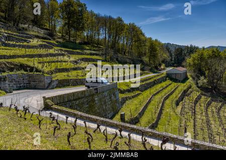 Un camper grigio parcheggiato nei vigneti terrazzati della Galizia nella valle della Ribeira Sacra Foto Stock