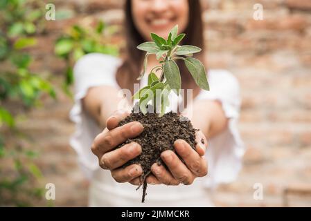 Primo piano la mano della donna che tiene la semenzata Foto Stock