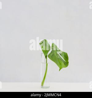 Banco del vaso in vetro a foglia di Monstera su sfondo bianco Foto Stock
