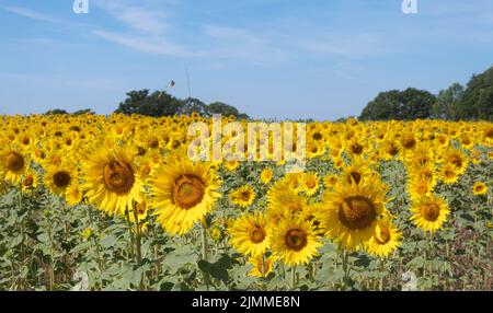 Campo di girasoli durante agosto o estate, Hampshire, Inghilterra, Regno Unito Foto Stock