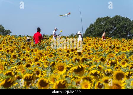 Campo di girasoli durante agosto o estate con la gente che raccoglie i fiori, Hampshire, Inghilterra, Regno Unito Foto Stock