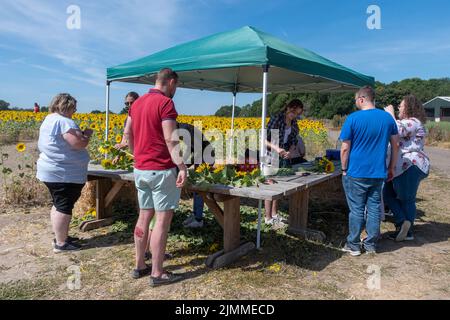 Persone che raccolgono e comprano girasoli in un campo di girasoli, Hampshire, Inghilterra, Regno Unito, durante l'estate. Foto Stock