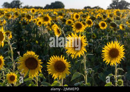 Campo di girasoli durante il mese di agosto o estate in luce della sera, Hampshire, Inghilterra, Regno Unito Foto Stock