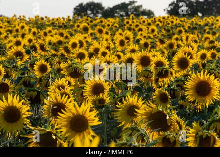 Campo di girasoli durante il mese di agosto o estate in luce della sera, Hampshire, Inghilterra, Regno Unito Foto Stock