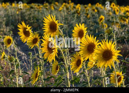 Campo di girasoli durante il mese di agosto o estate in luce della sera, Hampshire, Inghilterra, Regno Unito Foto Stock