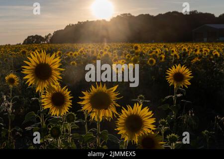 Campo di girasoli durante il mese di agosto o estate in luce della sera, Hampshire, Inghilterra, Regno Unito Foto Stock
