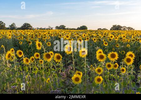 Campo di girasoli durante il mese di agosto o estate in luce della sera, Hampshire, Inghilterra, Regno Unito Foto Stock