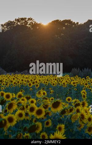 Campo di girasoli durante il mese di agosto o estate in luce della sera, Hampshire, Inghilterra, Regno Unito Foto Stock