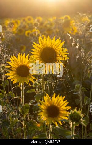 Campo di girasoli durante il mese di agosto o estate in luce della sera, Hampshire, Inghilterra, Regno Unito Foto Stock