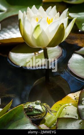 Un primo piano verticale di una Ninfea candida e di una rana appoggiata sulle foglie Foto Stock