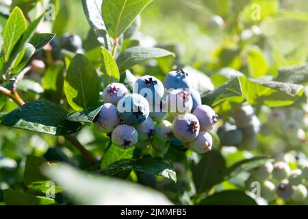 Mirtilli deliziosi coltivati su un cespuglio, giorno di sole in giardino Foto Stock