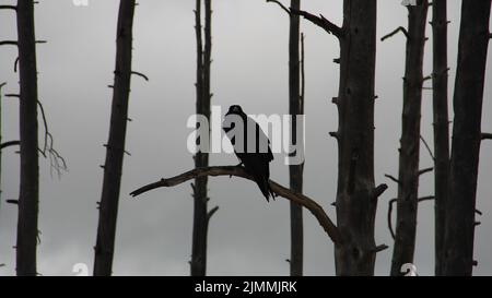 Corvo nero seduto su un albero morto con nebbia sullo sfondo Foto Stock