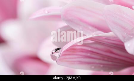 Primo piano petali bianchi rosa bagnati Foto Stock