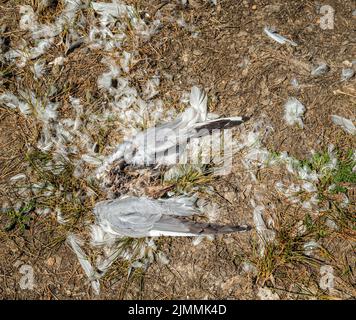 Gabbiano morto circondato da piume dopo essere stato attaccato e lasciato. Foto Stock