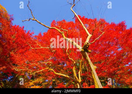 Foglie autunnali del paradiso Koishikawa Foto Stock