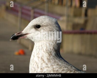 Primo piano di una testa di un gabbiano giovanile di aringa seduto sui gradini nella zona Promenade di blackpool Foto Stock