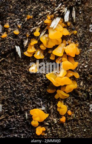 Natura dell'Europa - funghi gelatina d'arancia nella foresta. Foto Stock