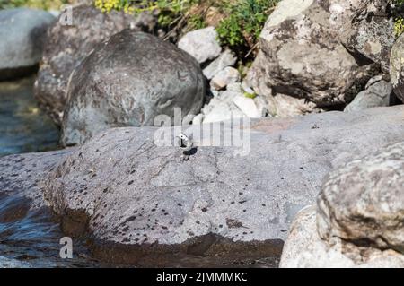 Wagtail bianco per adulti (Motacilla alba) Foto Stock