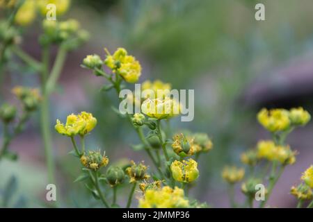 Fiori gialli sulla pianta di rue Foto Stock