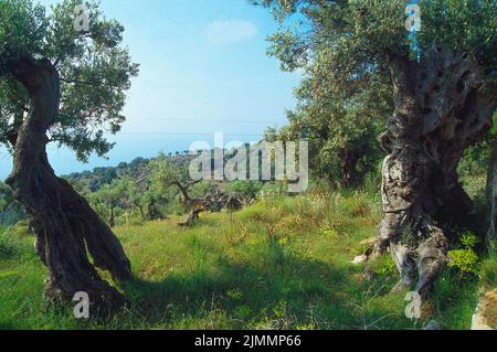 Ulivi centenari. Sierra de Tramuntana, isola di maiorca, Isole Baleari, Spagna. Foto Stock