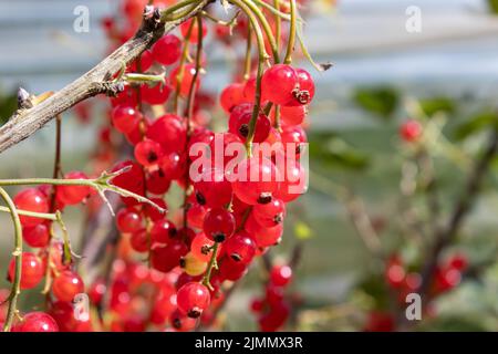 Vista ravvicinata del ribes rosso. Membro del genere Ribes della famiglia dei bacche d'oca. Nativo dell'Europa occidentale. Macrofo di ribes rosso in maturazione. Foto Stock