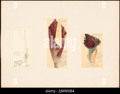 Jacobsthal Johann Eduard (1839-1902), Amorphosphalus (1882): Contenuto del piano N.N. rilevato. Tusche, acquerello a matita sulla scatola, 49,2 x 66,7 cm (inclusi i bordi di scansione) Foto Stock